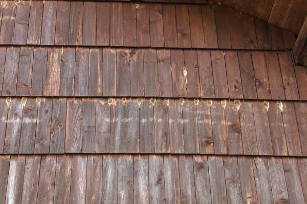 Woodpecker Hole Filling in Glenview
