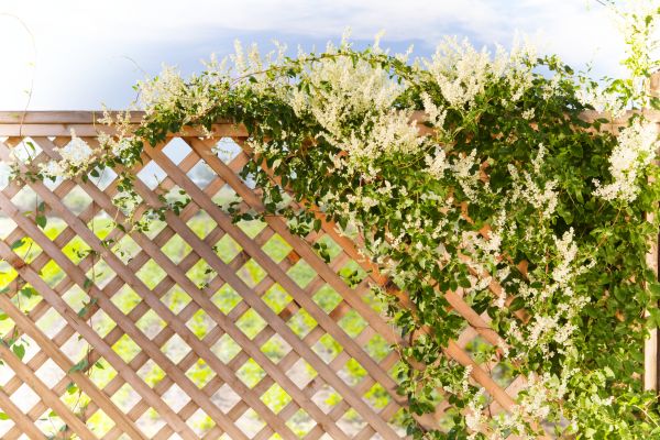 Cost of Lattice Repair in Glenview