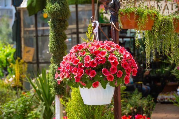 Cost of Hanging Planter Installation in Glenview
