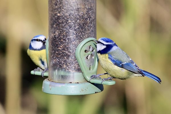 Bird Feeder Mounting Service in Glenview
